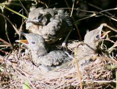 Amsel-8-Tag-turnen-2.jpg